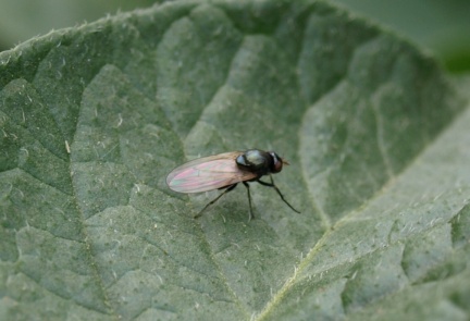 Calliopum sp.