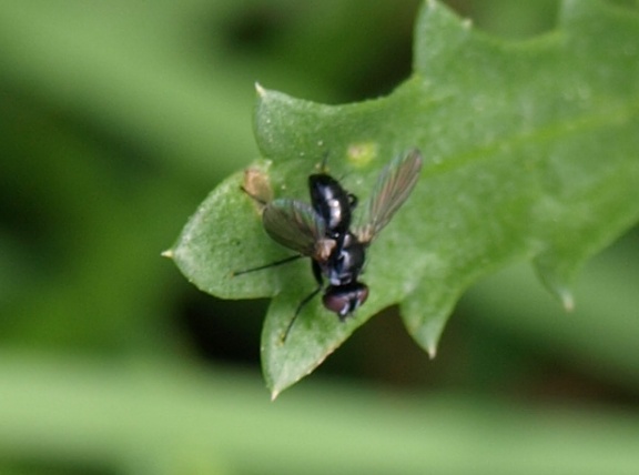 Calliopum sp.