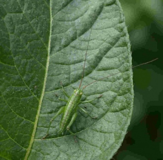 Tettigonia viridissima (juvénile)
