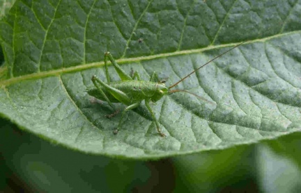 Tettigonia viridissima (juvénile)
