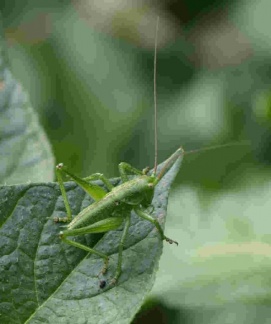 Tettigonia viridissima (juvénile)