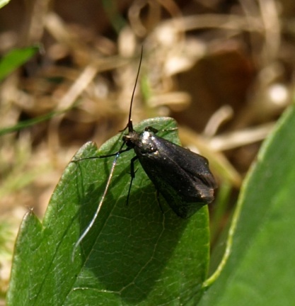 Adelidae