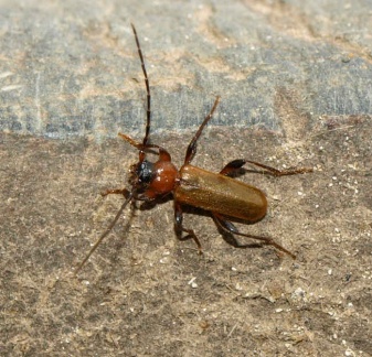 Phymatodes testaceus