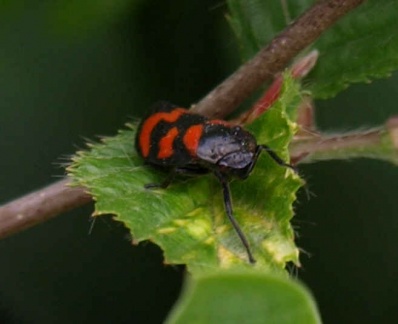 Cercopis vulnerata