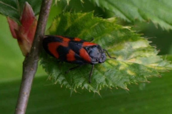 Cercopis vulnerata