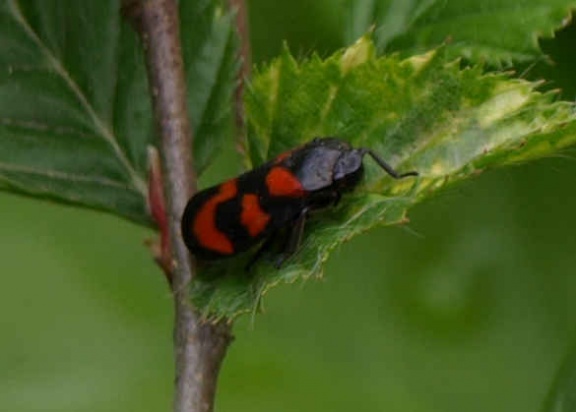 Cercopis vulnerata