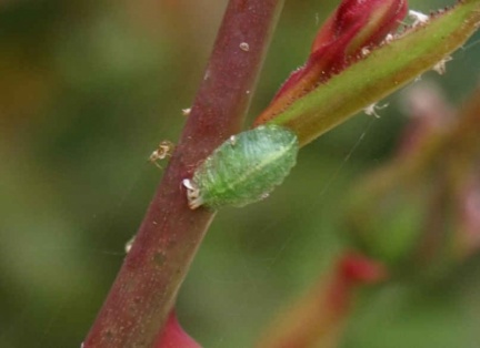 Epistrophe eligans