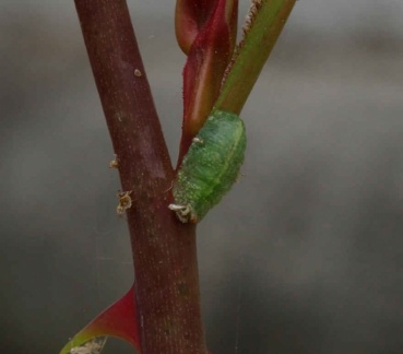 Epistrophe eligans
