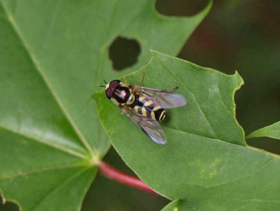 Dasysyrphus albostriatus