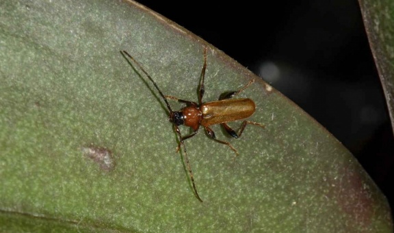 Phymatodes testaceus