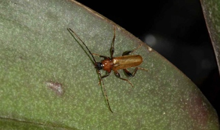 Phymatodes testaceus