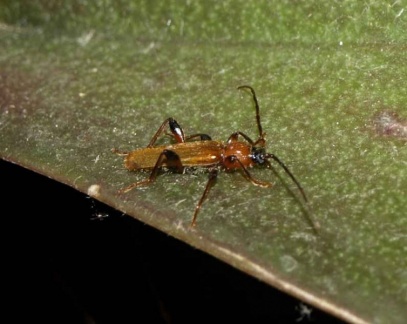 Phymatodes testaceus