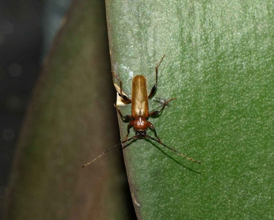Phymatodes testaceus