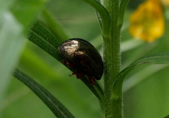 Chrysolina bankii
