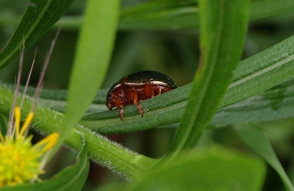 Chrysolina bankii