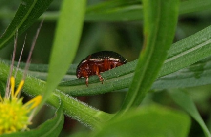 Chrysolina bankii