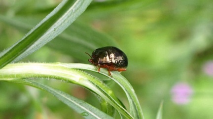 Chrysolina bankii