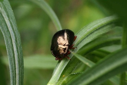 Chrysolina bankii