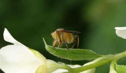 Scathophaga stercoraria