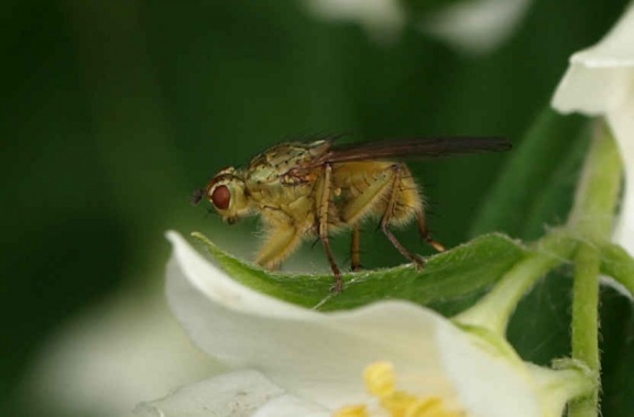 Scathophaga stercoraria