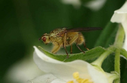 Scathophaga stercoraria