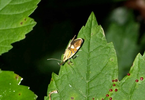 Alabonia geoffrella