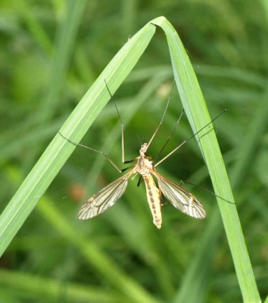 Tipula vernalis
