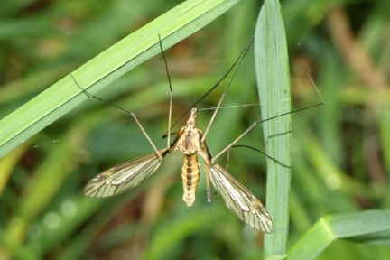 Tipula vernalis