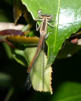 Platycnemis acutipennis (mâle)