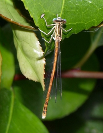 Platycnemis acutipennis (mâle)