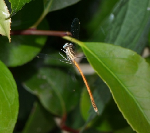 Platycnemis acutipennis (mâle)