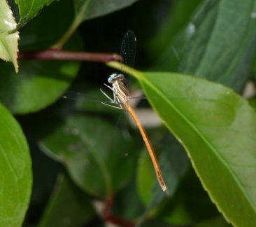 Platycnemis acutipennis (mâle)