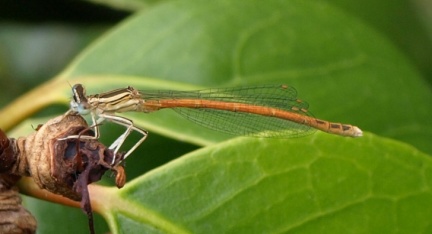 Platycnemis acutipennis (mâle)