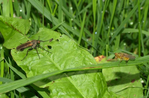 Empis Tessellata