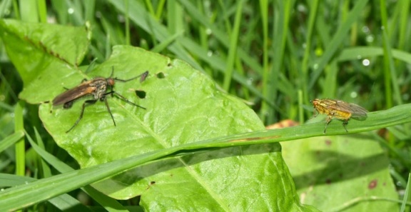 Scathophaga stercoraria