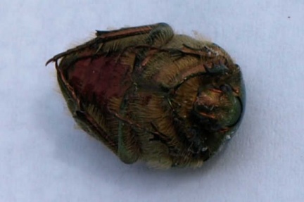Cetonia aurata