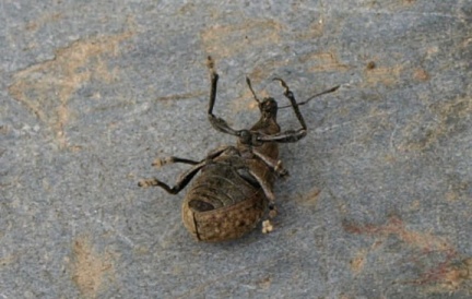 Liophloeus tessulatus