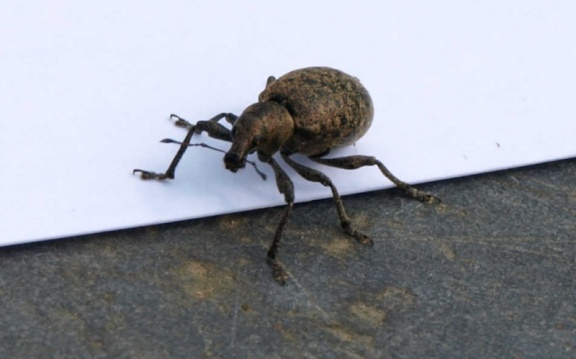Liophloeus tessulatus