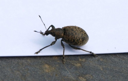 Liophloeus tessulatus