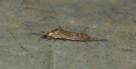 Dilta sp.