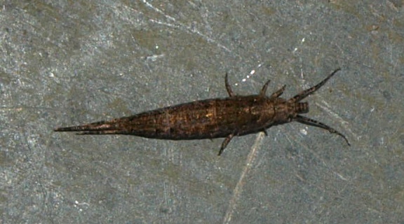 Dilta sp.