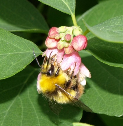 Bombus pratorum (mâle)