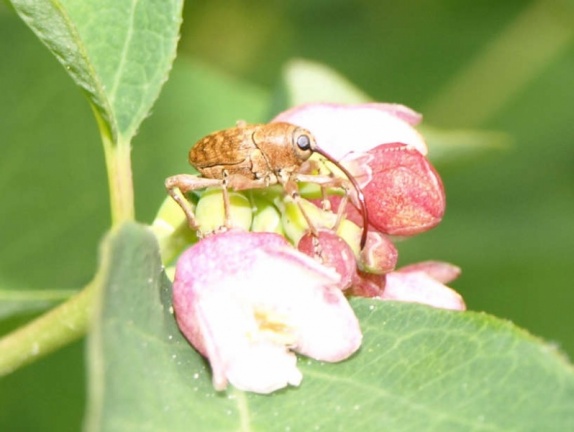 Curculio glandium (femelle)