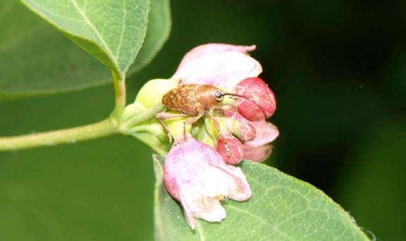 Curculio glandium (femelle)
