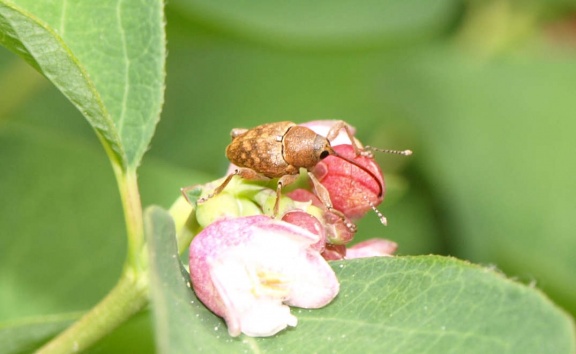 Curculio glandium (femelle)