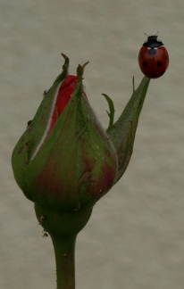 Coccinella septempunctata