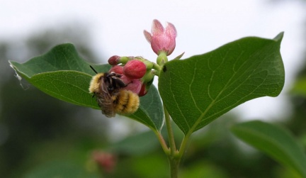 Andrena fulva
