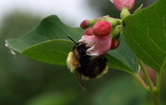 Andrena fulva