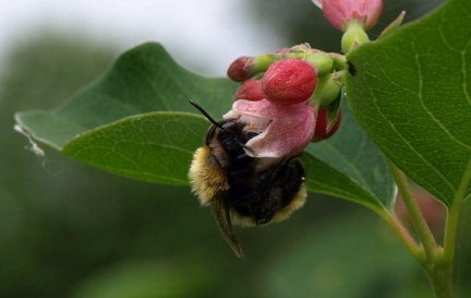 Andrena fulva