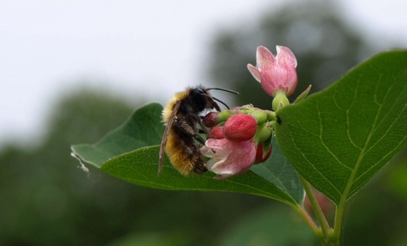 Andrena fulva